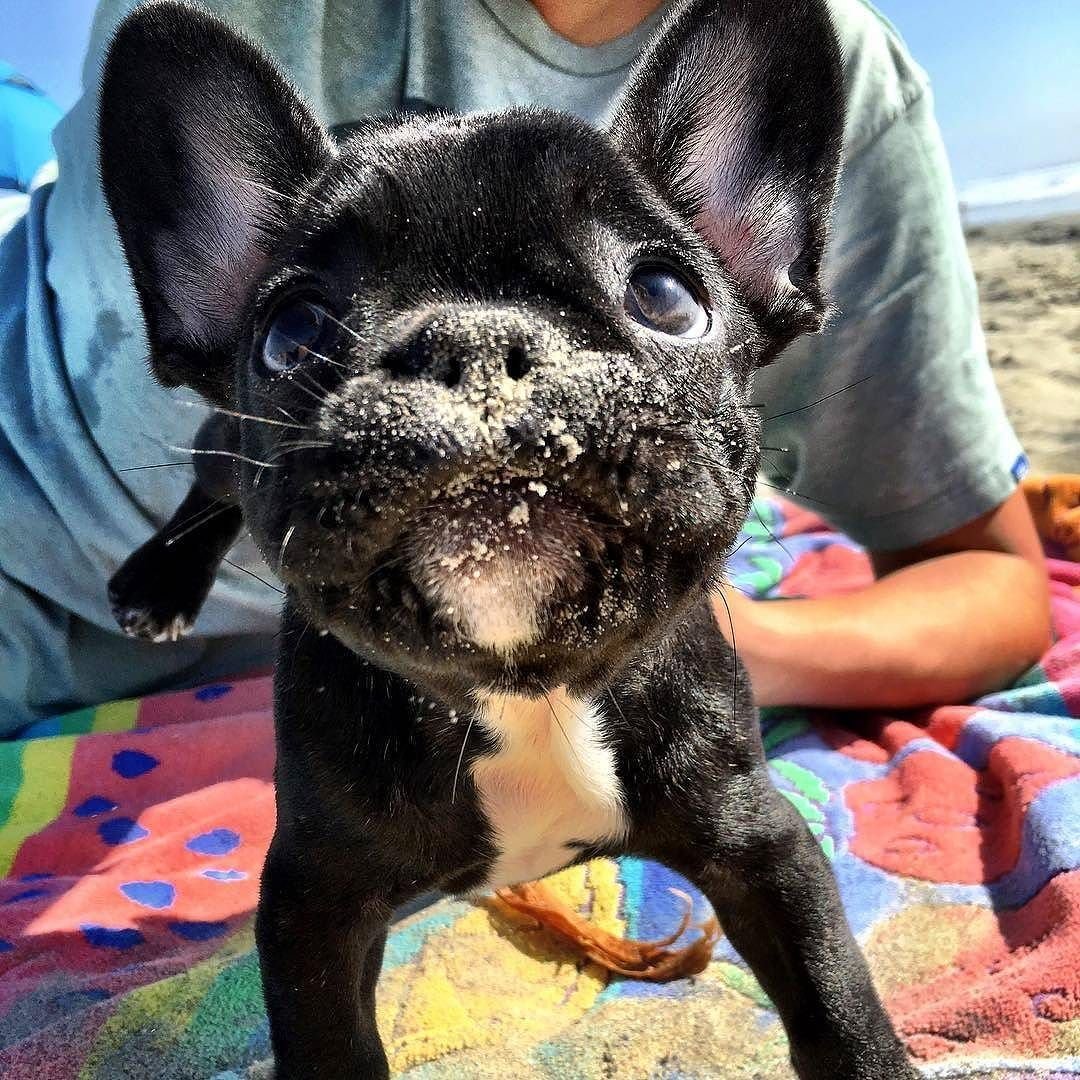 Собака спит