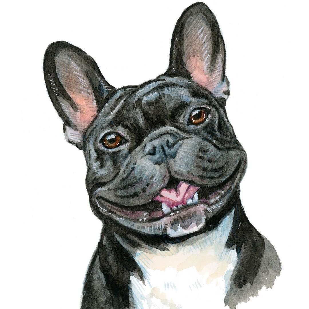 Бассет хаунд