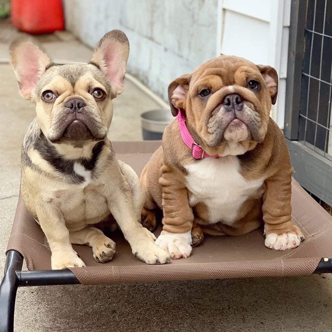 Бостон терьер рисунок