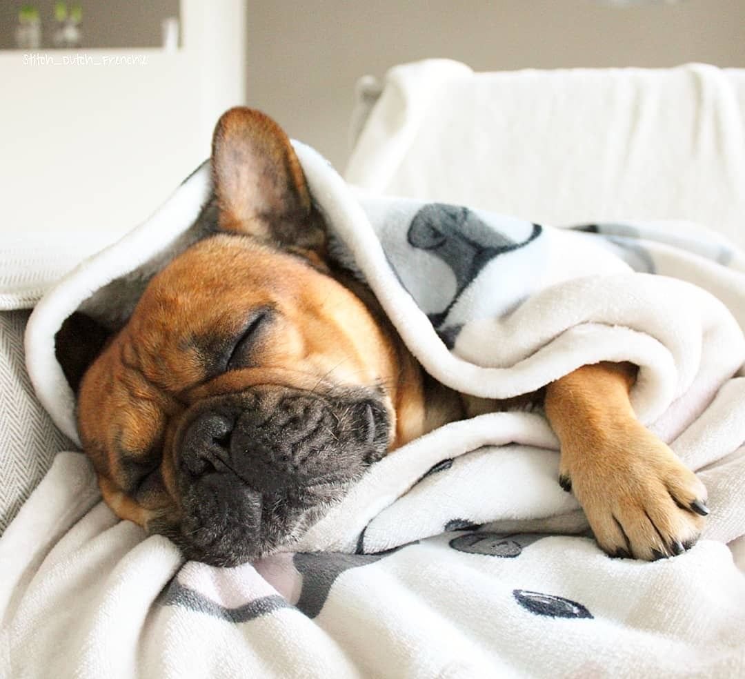 Английский бульдог рядом с человеком