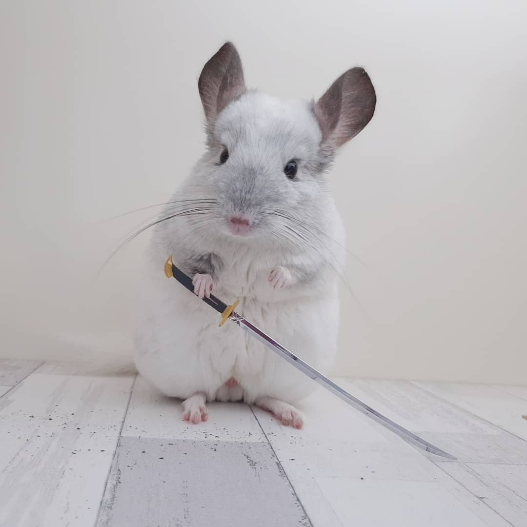 Шиншилла бриллиант