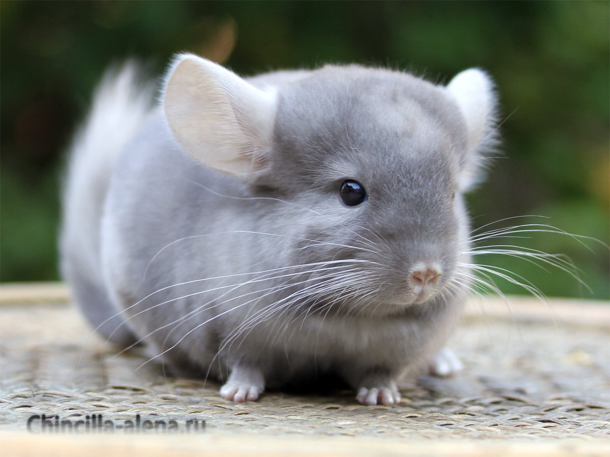 Шиншилла собака