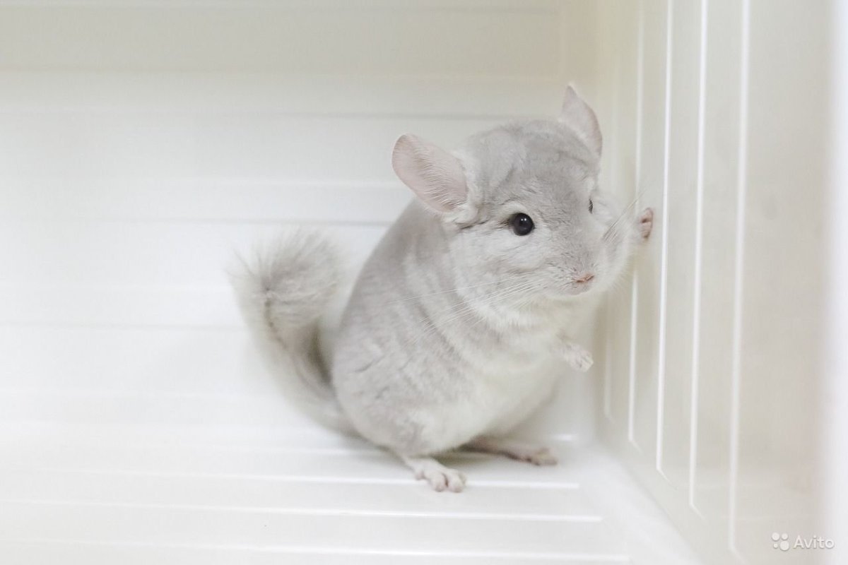 Малая длиннохвостая шиншилла