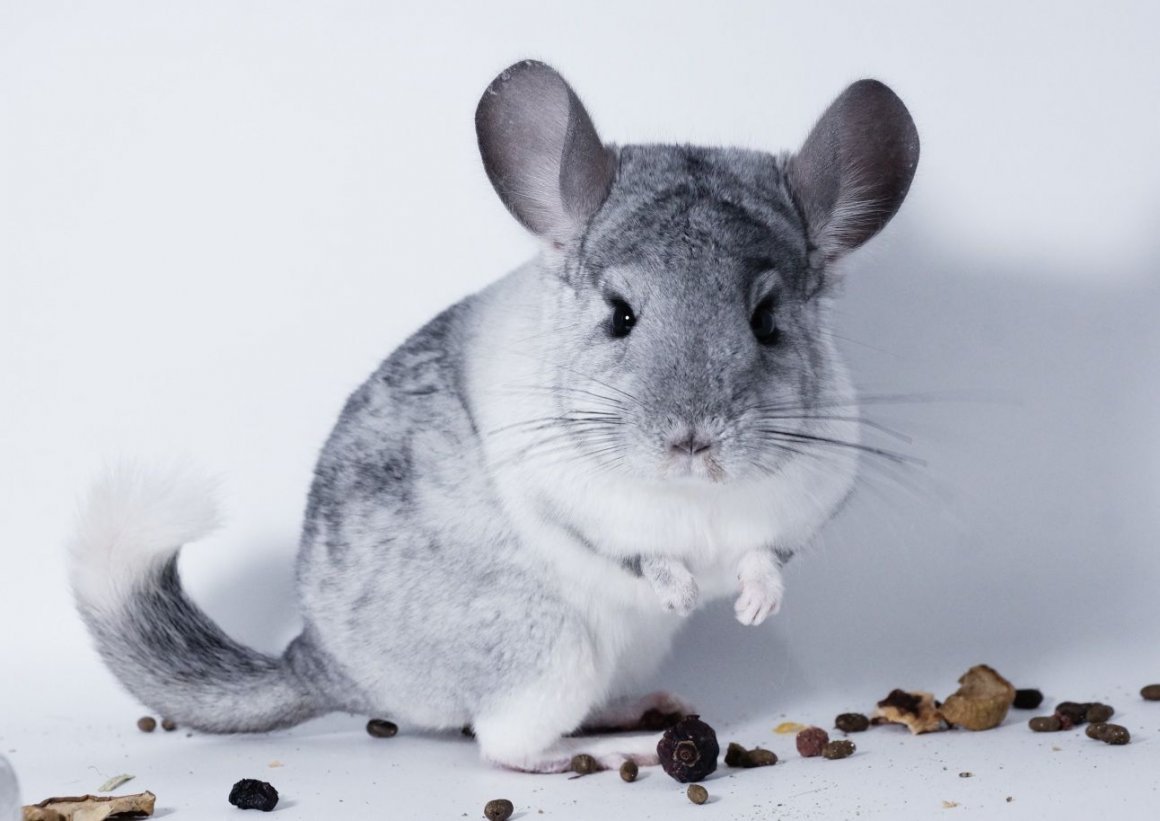 Шиншилла улыбается Эстетика