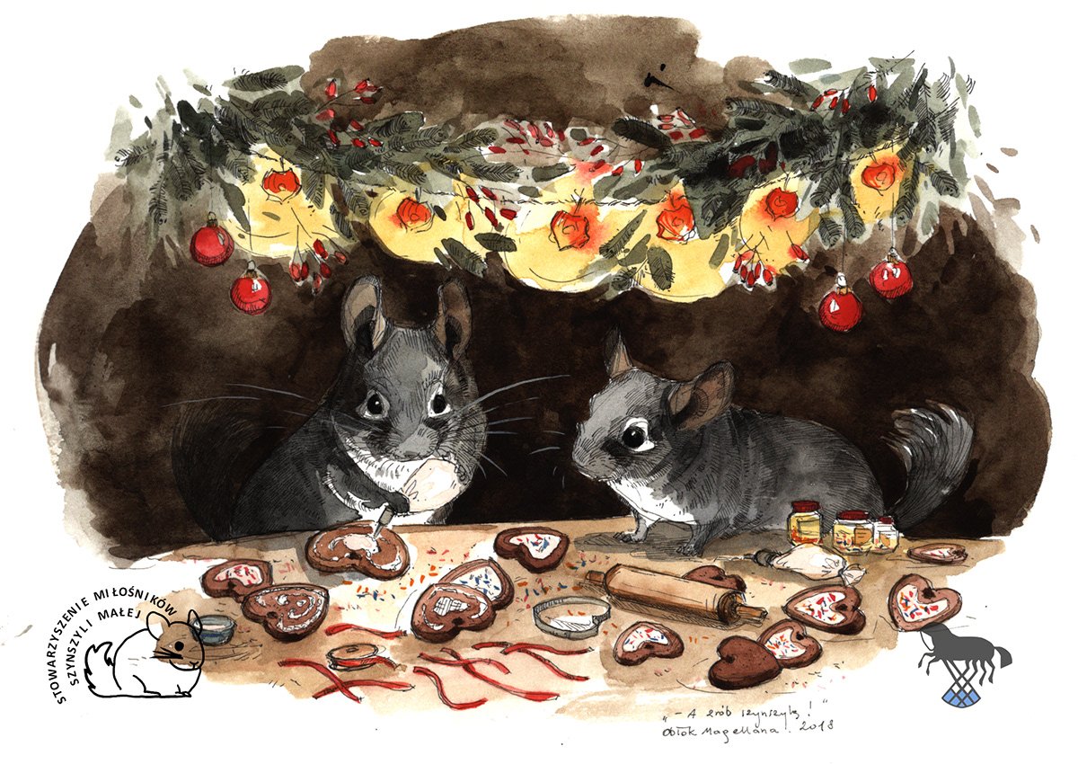 Короткохвостая шиншилла