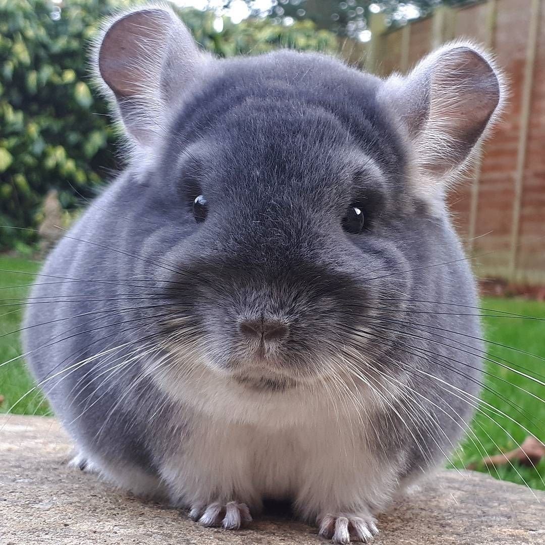 Картина шиншиллы