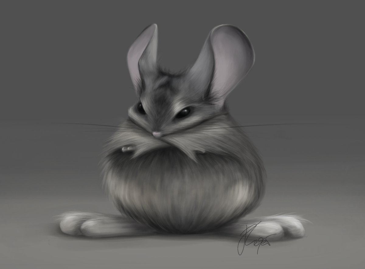 Шиншилла аниме