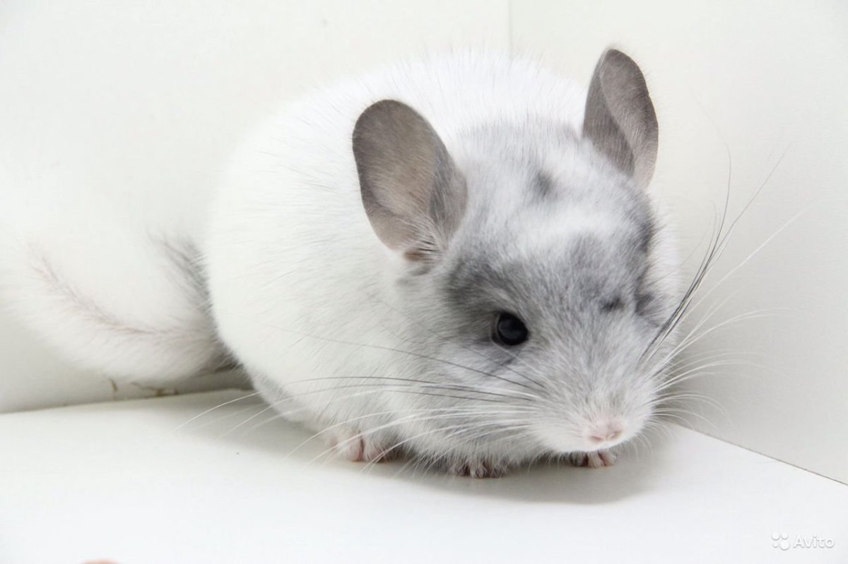 Шиншилла купается