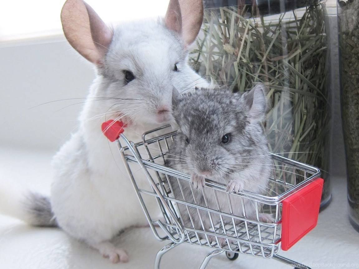 Австралийская шиншилла