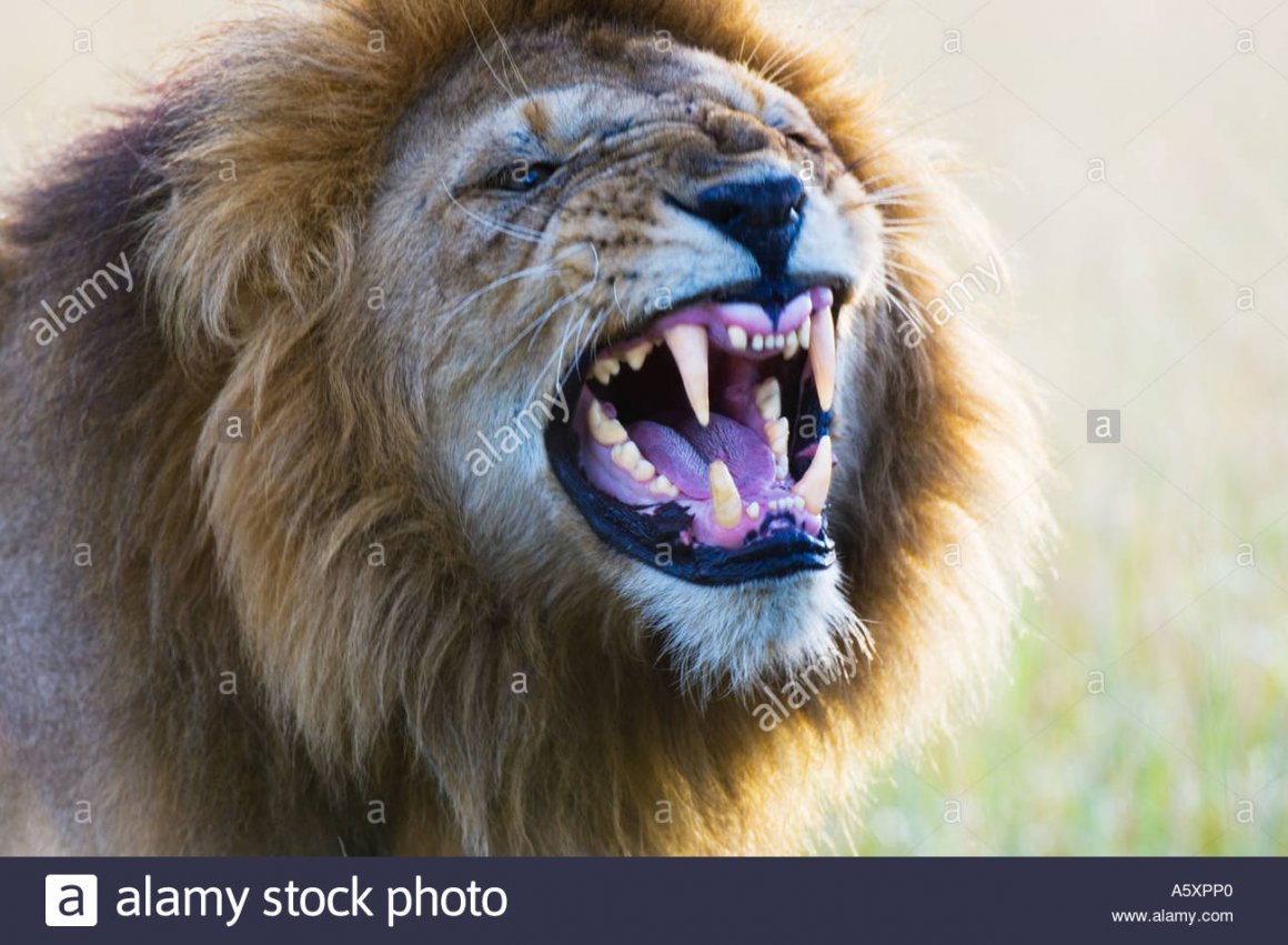 Лев оскал зубы