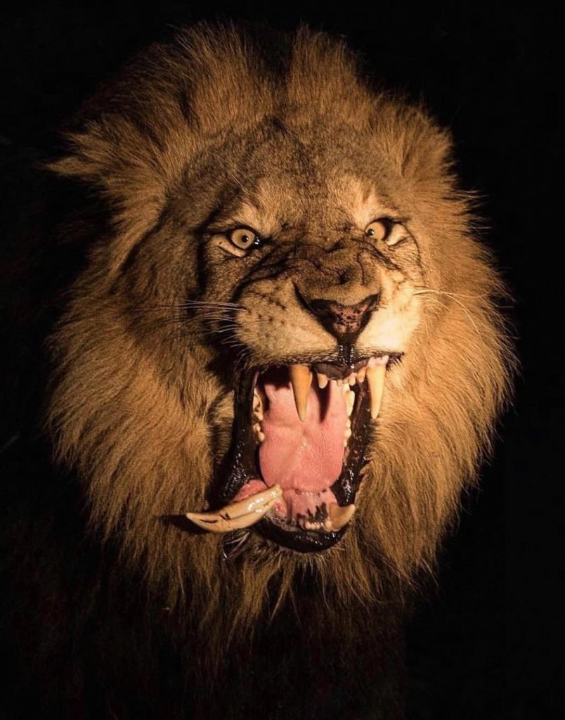 Кричащий Лев