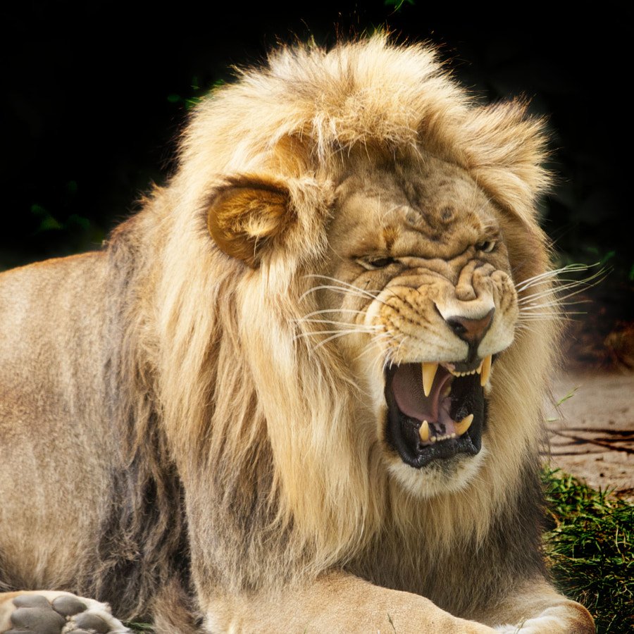 Звериный оскал