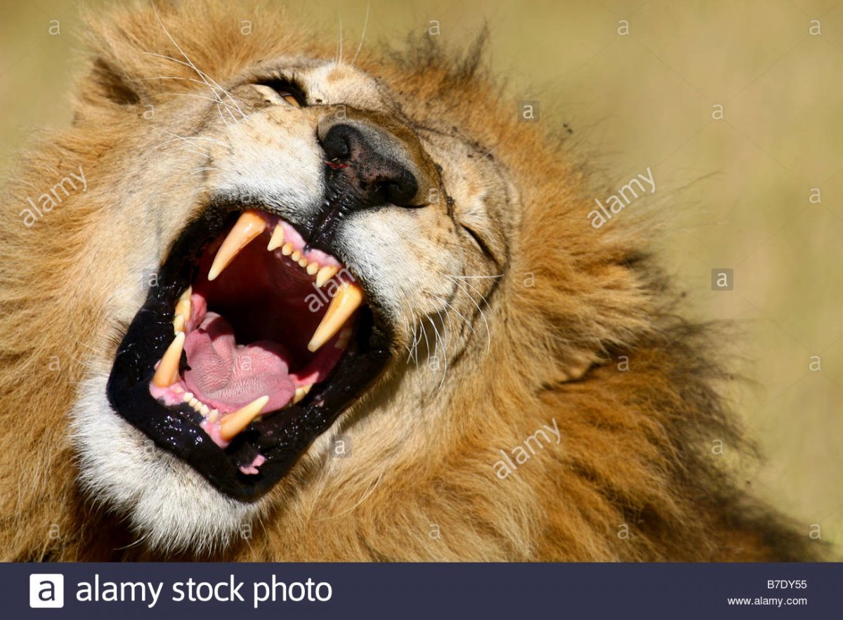 Зубы плотоядных животных