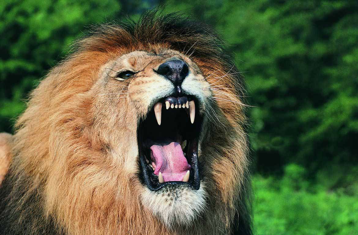 Лев держит в зубах