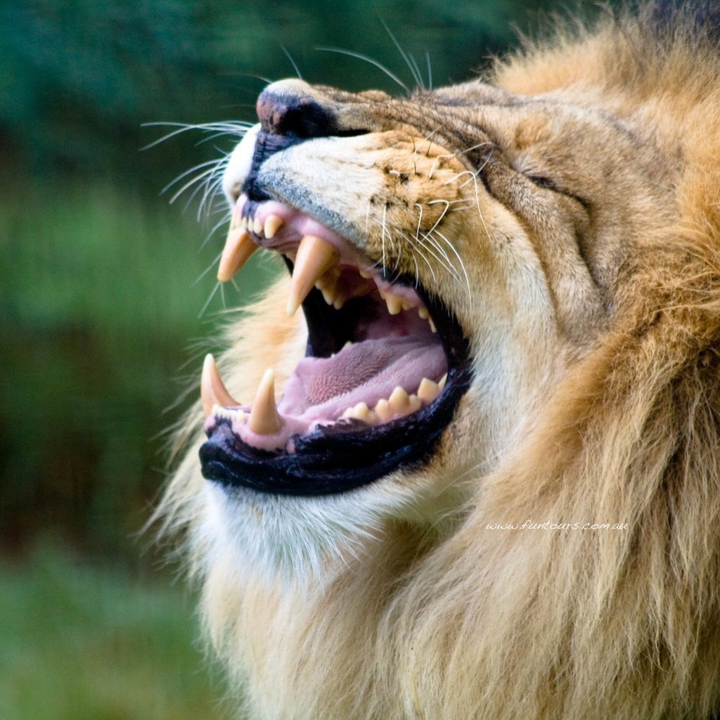 Пасть Льва