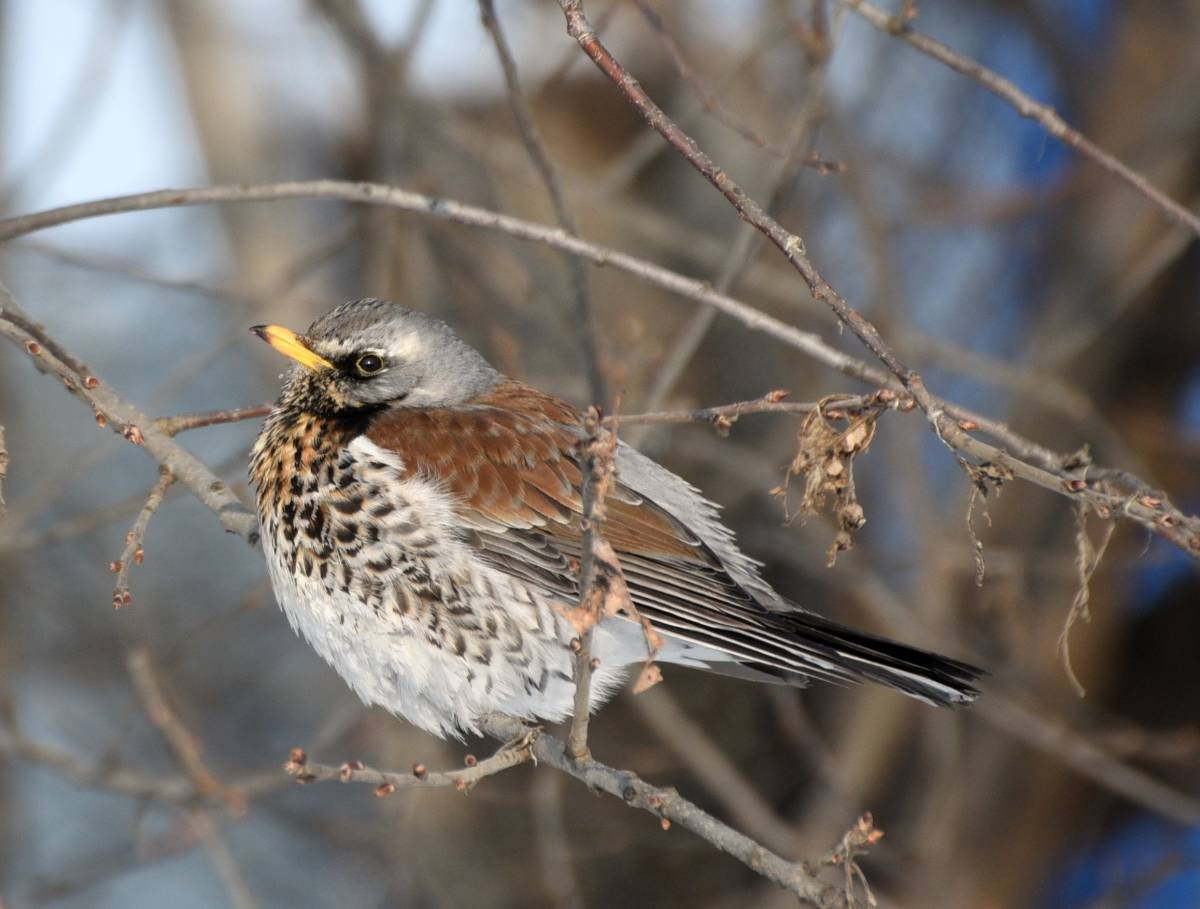 Определитель птиц средней полосы России кваква