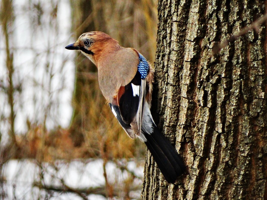 Атлас определитель птиц синица