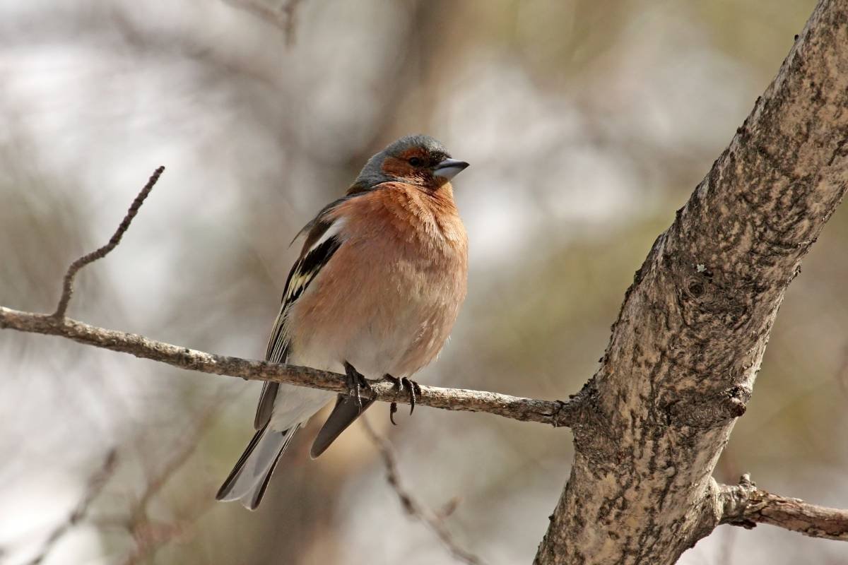 Зяблики в Башкирии