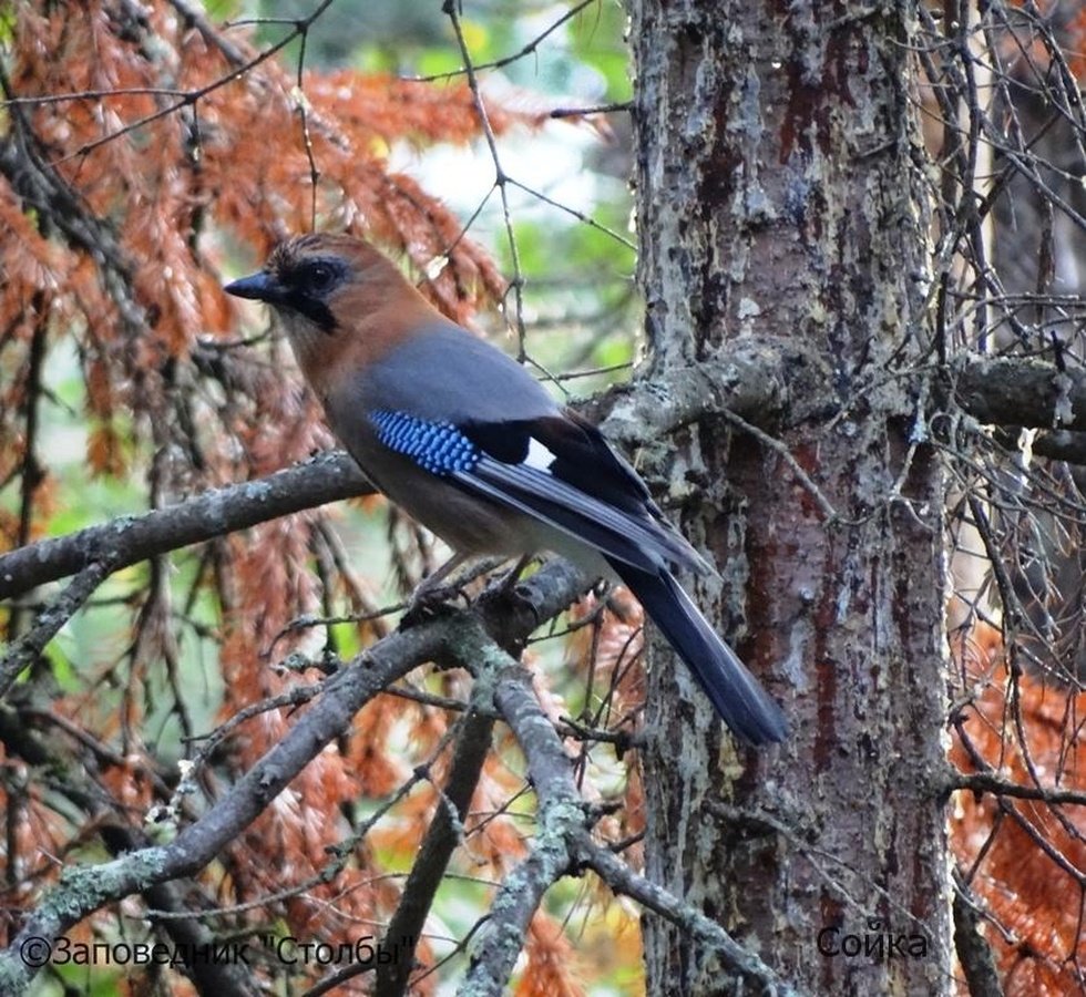 Певчие птицы Южного Урала