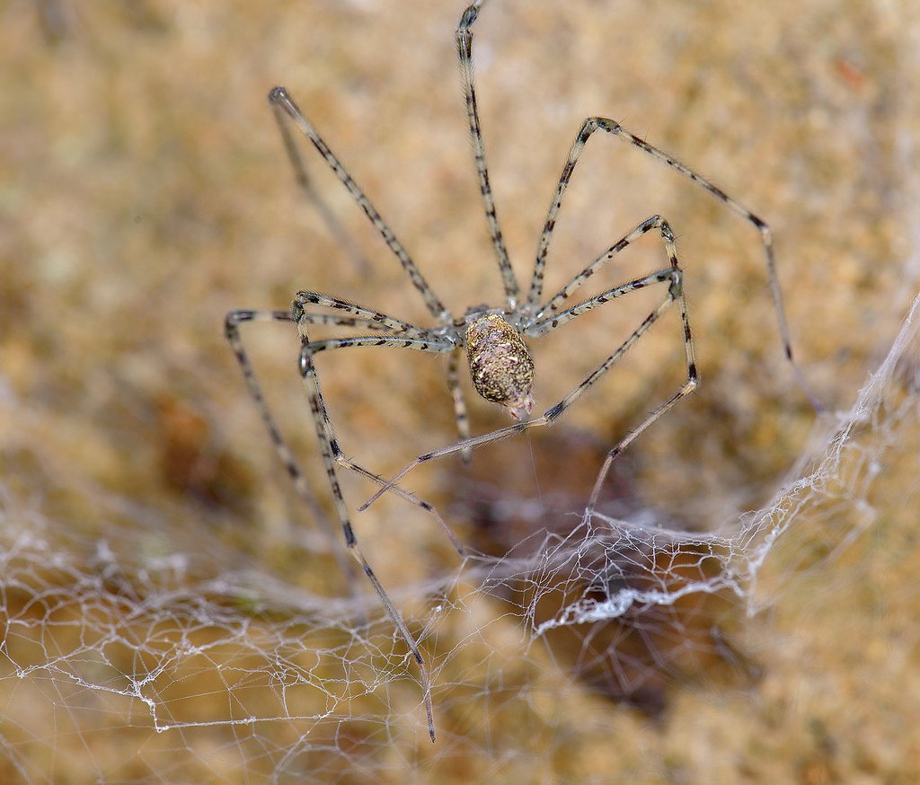 Hypochilus petrunkevitchi