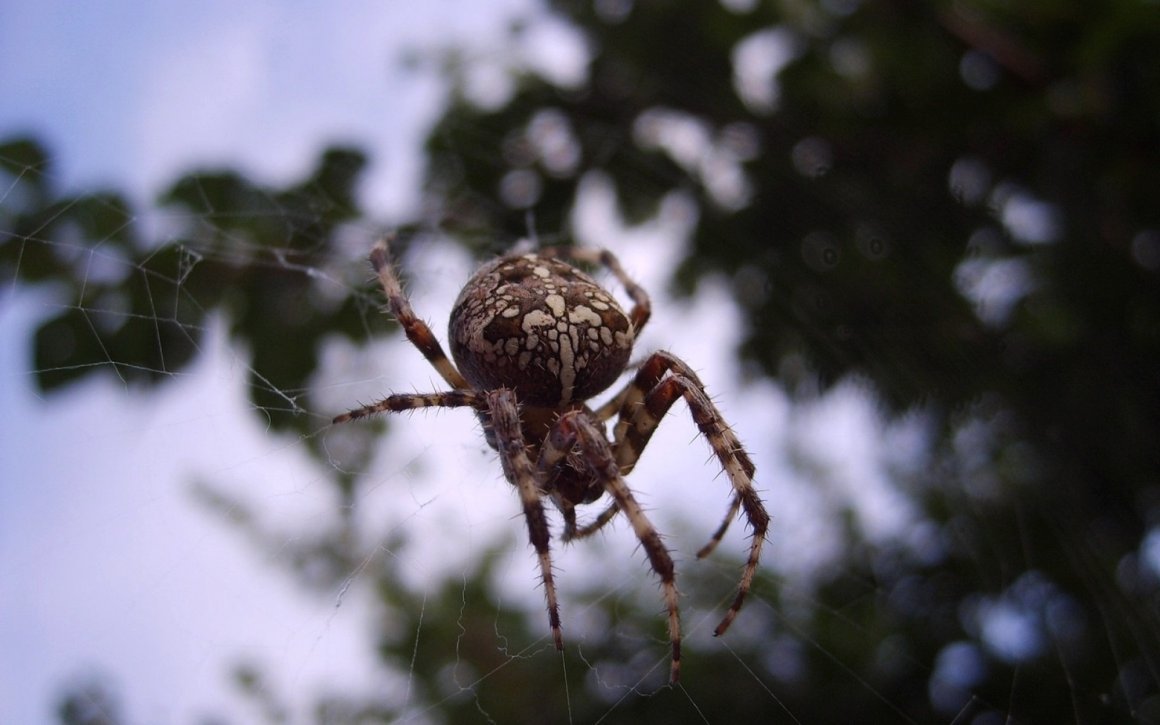 Страшный паук на паутине
