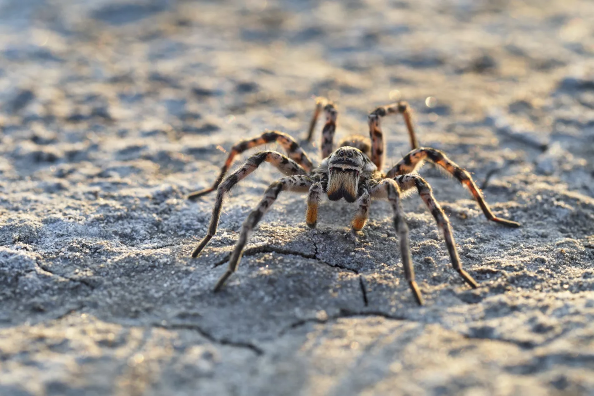 Южнорусский Тарантул