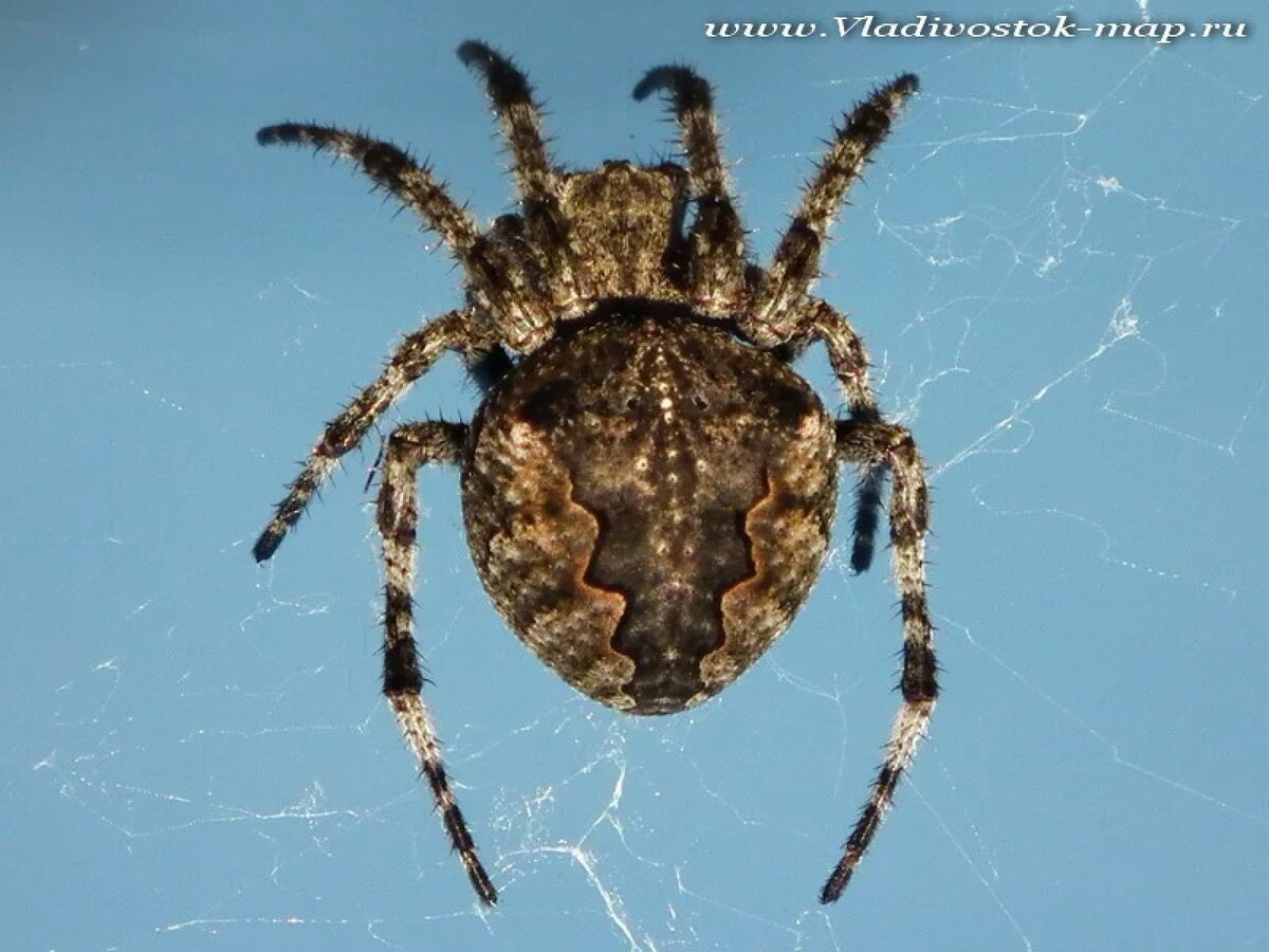 Паук крестовик Владивосток