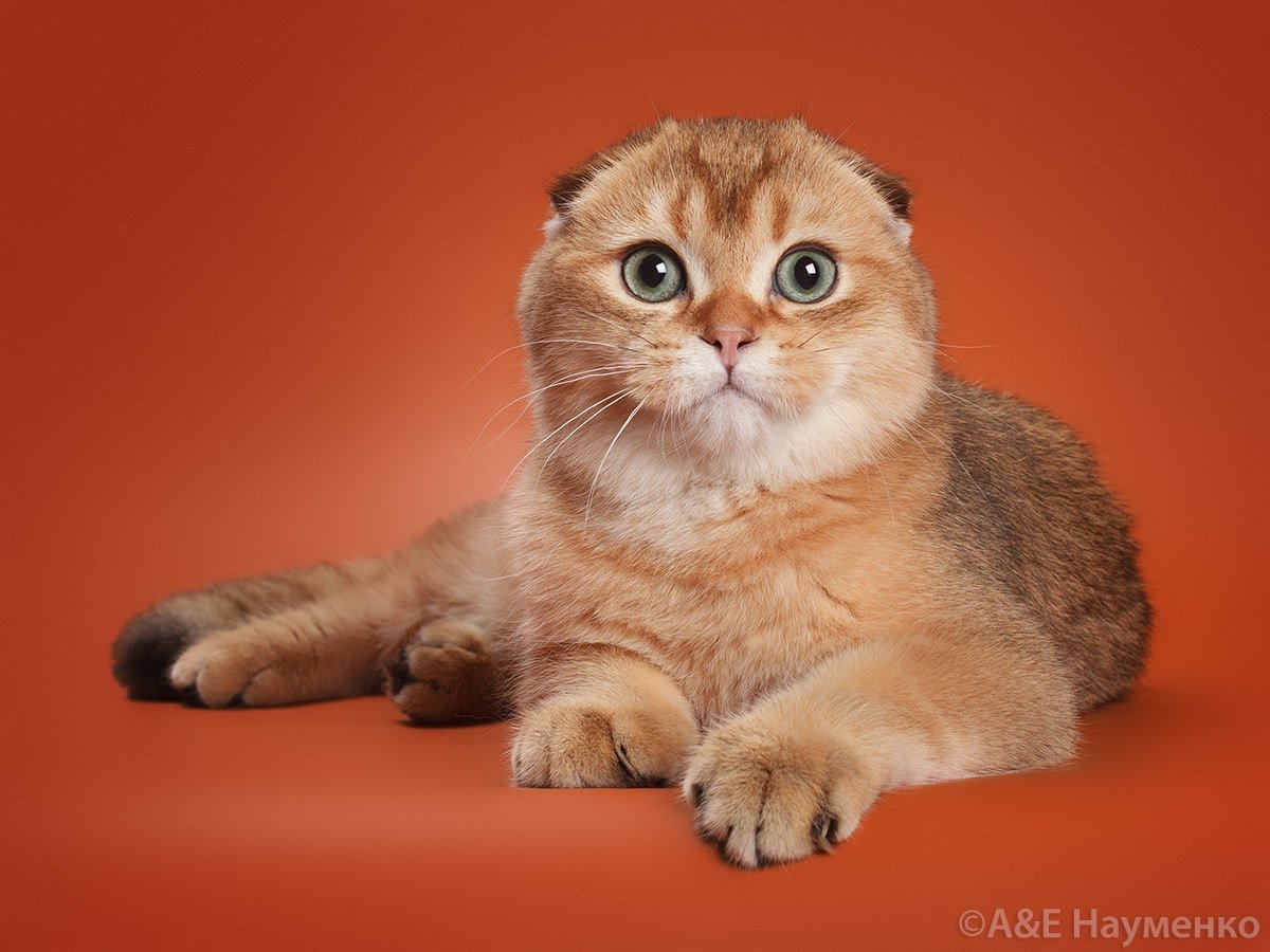 Шотландская вислоухая шиншилла поинт