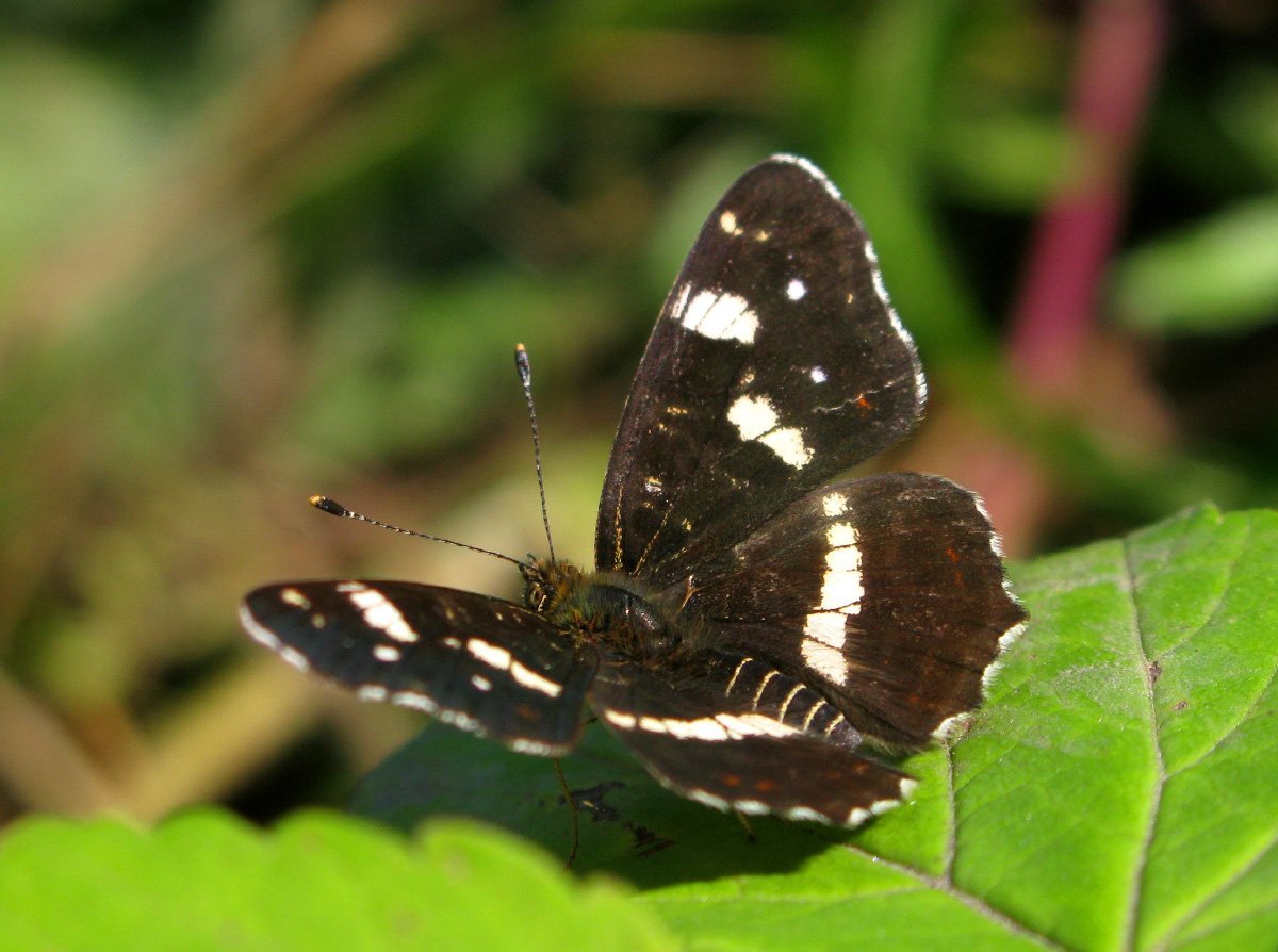 Суворовка бабочка