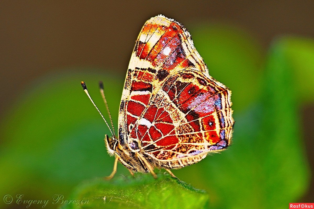 Бабочки фото