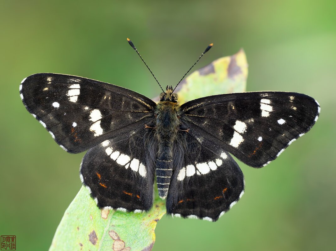 Пестрокрыльница изменчивая гусеница