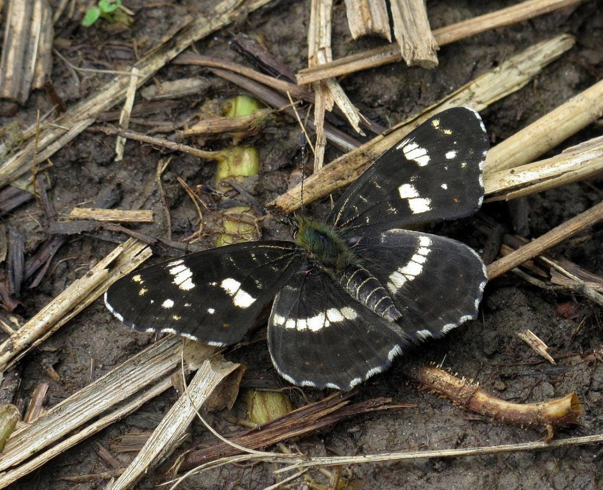 "Мертвая" бабочка макро -голова