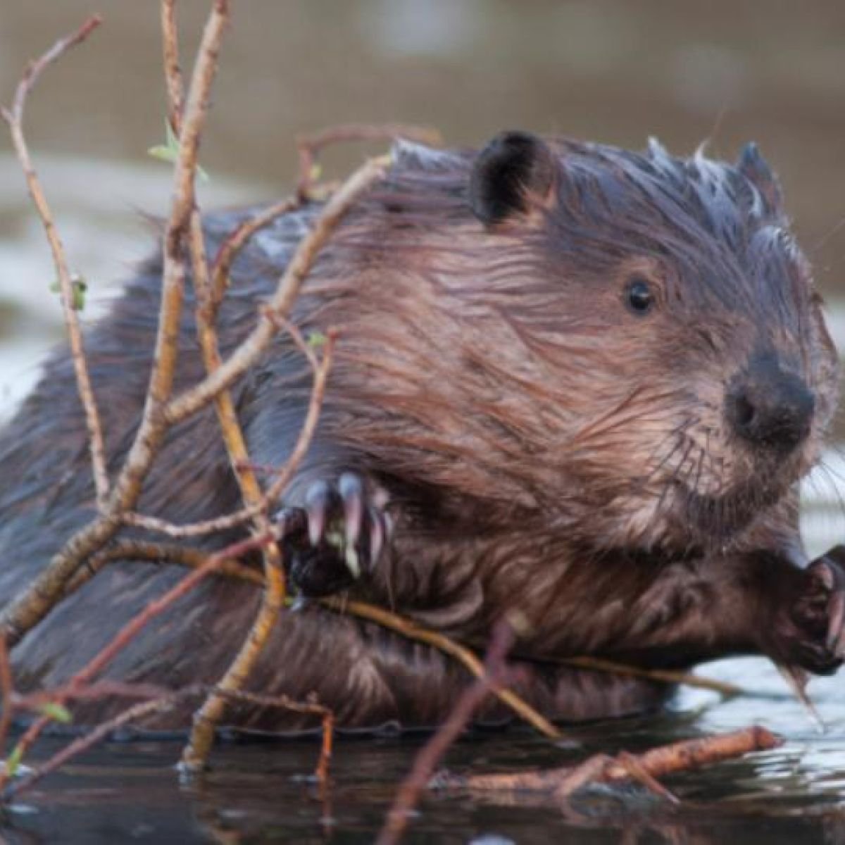 Нутрии в дикой природе
