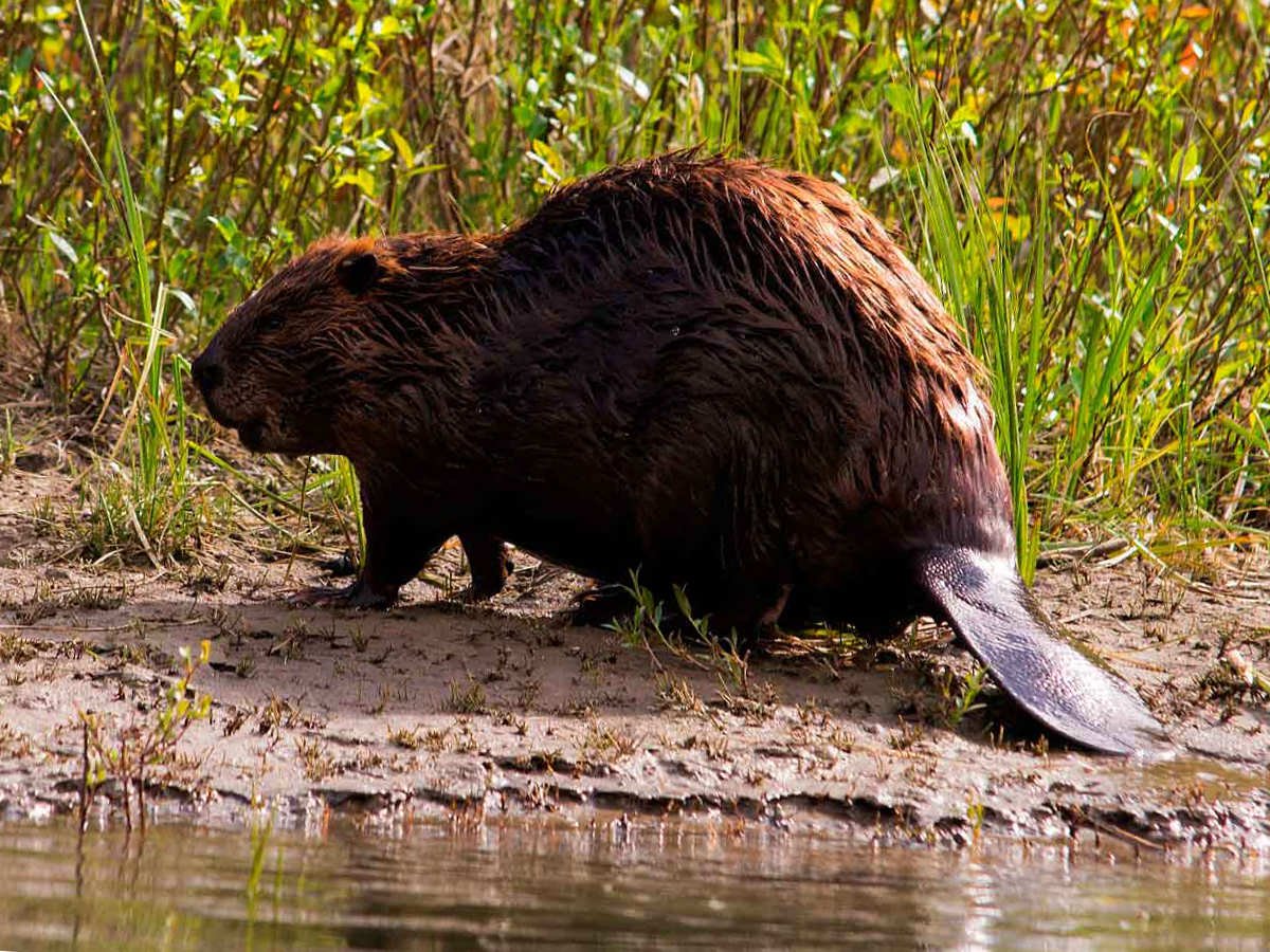 Речной Бобр (Западносибирский подвид)