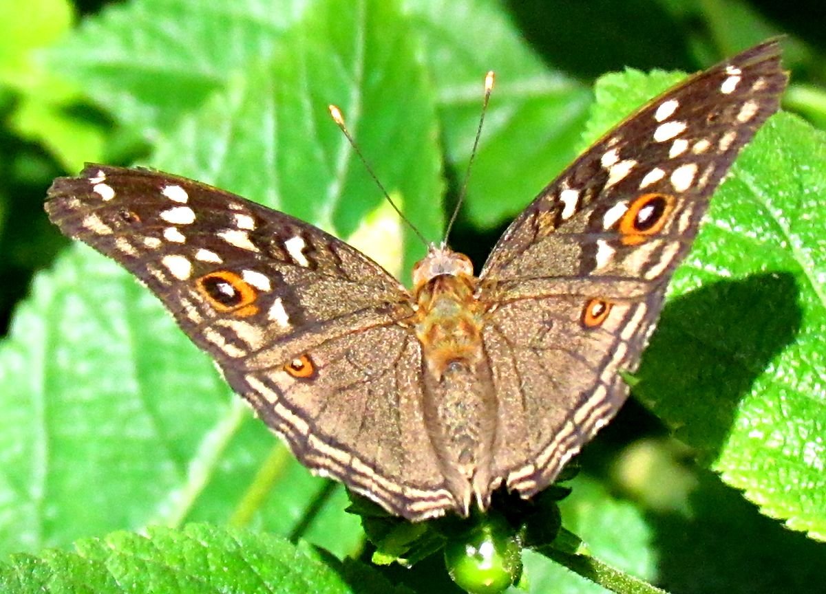 Бабочка Шоколадница