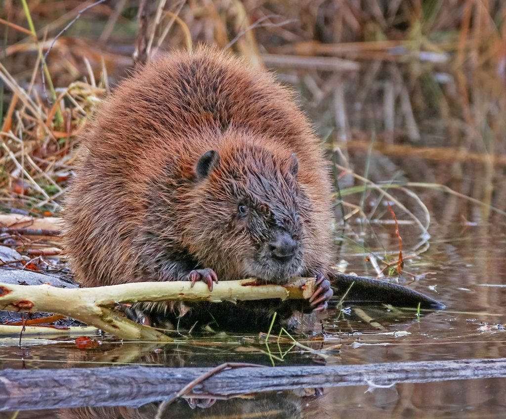 Ондатра Яуза