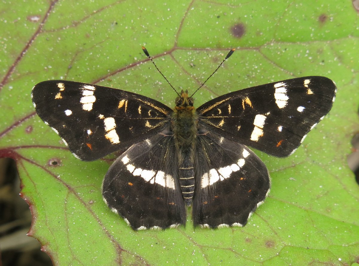 Araschnia Levana Пестрокрыльница изменчивая