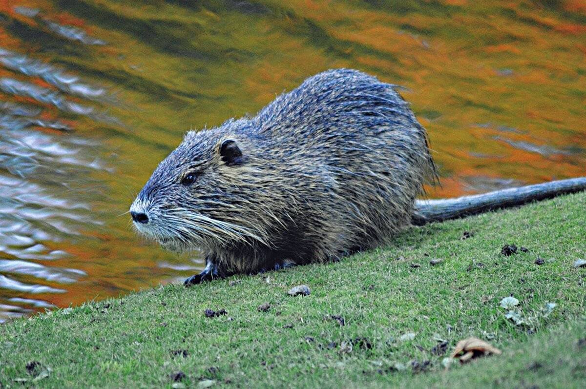 Ондатра змея