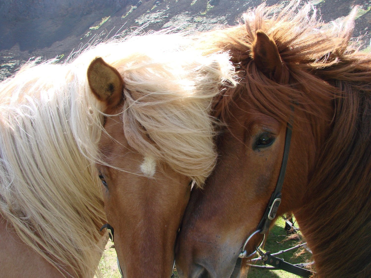 Лошадь с 2 девушками. Пара лошадей. Любовь лошадей. Две лошади. Влюбленные лошади.
