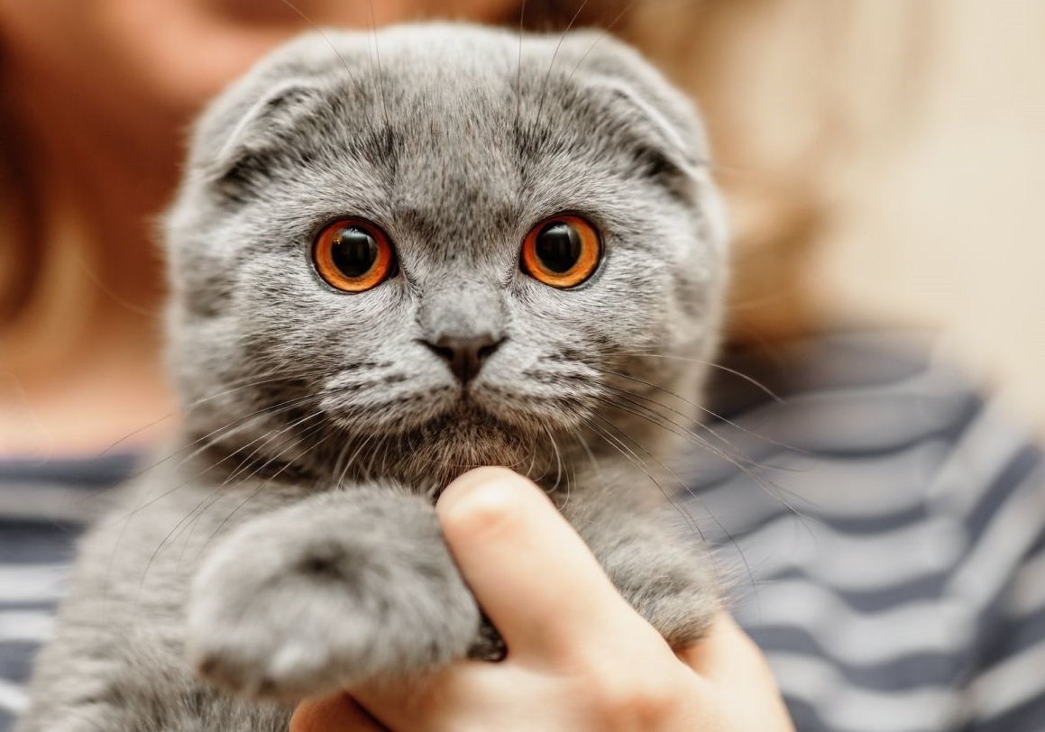 Скоттиш-фолд Шотландская вислоухая