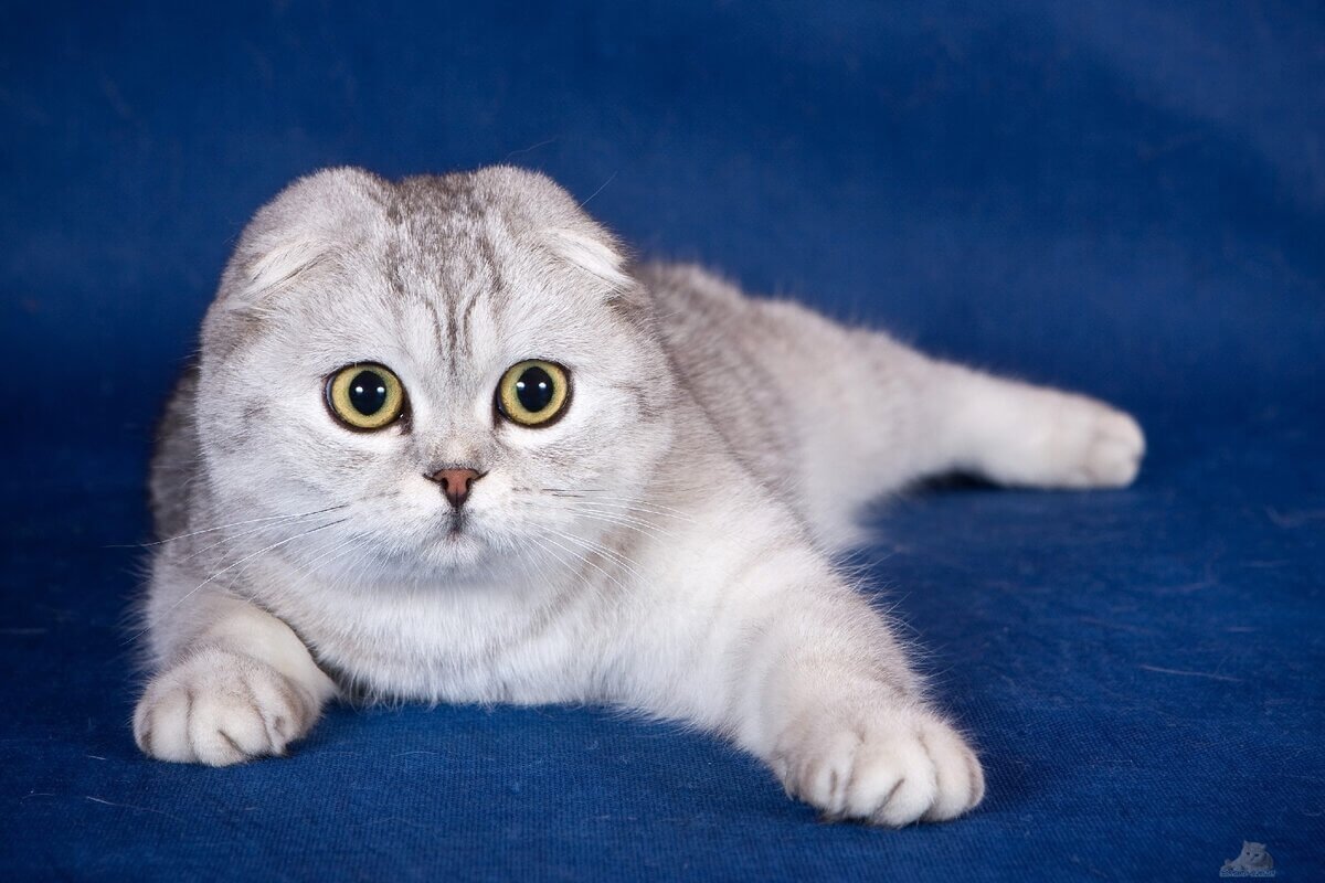 Порода кошек с маленькими ушами