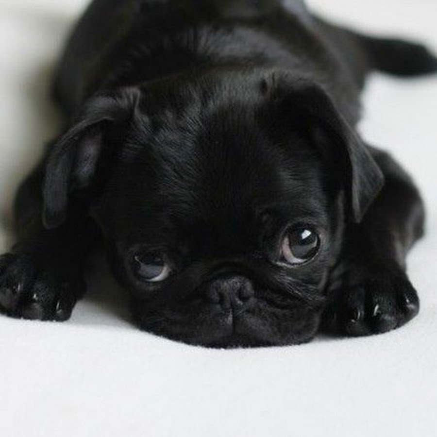 Мини Мопс черный