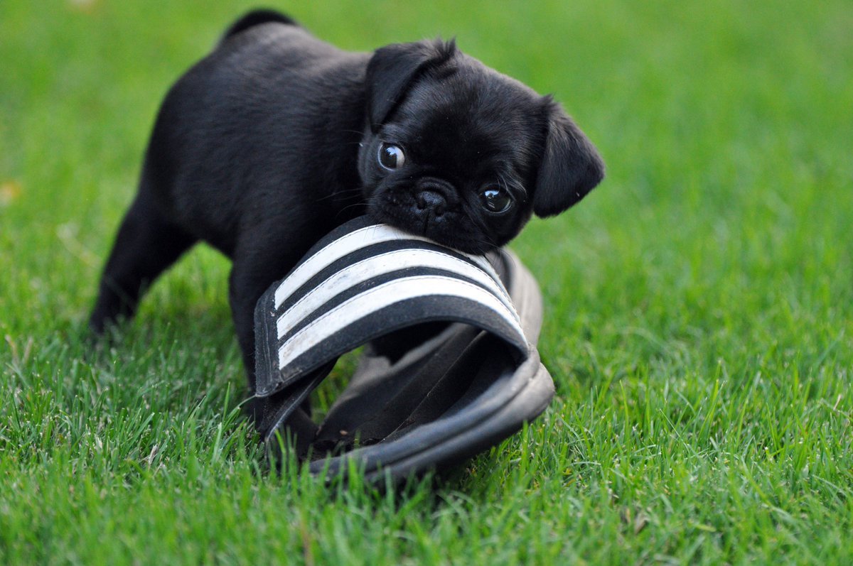 Карликовый Мопс