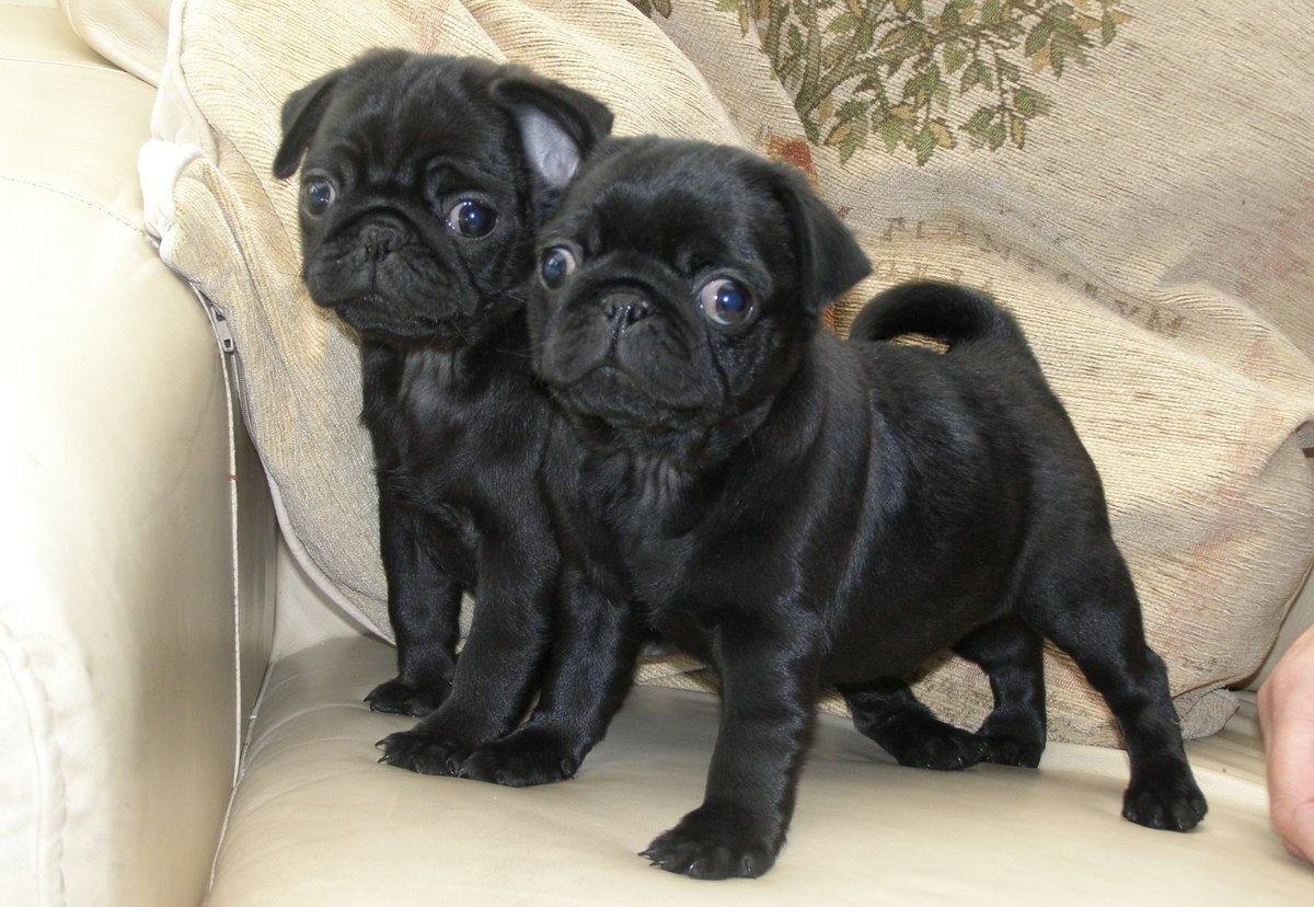 Карликовый Мопс