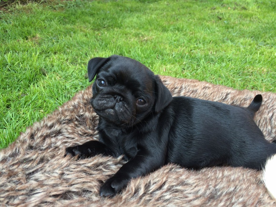 Карликовый Мопс