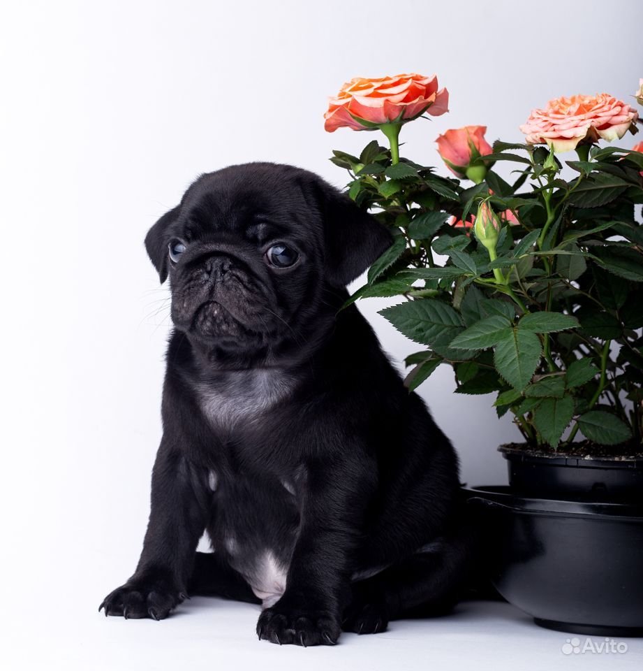 Карликовый Мопс черный