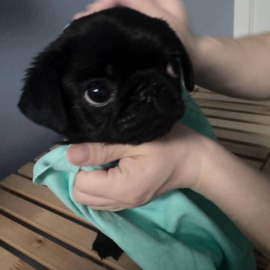 Карликовый Мопс черный