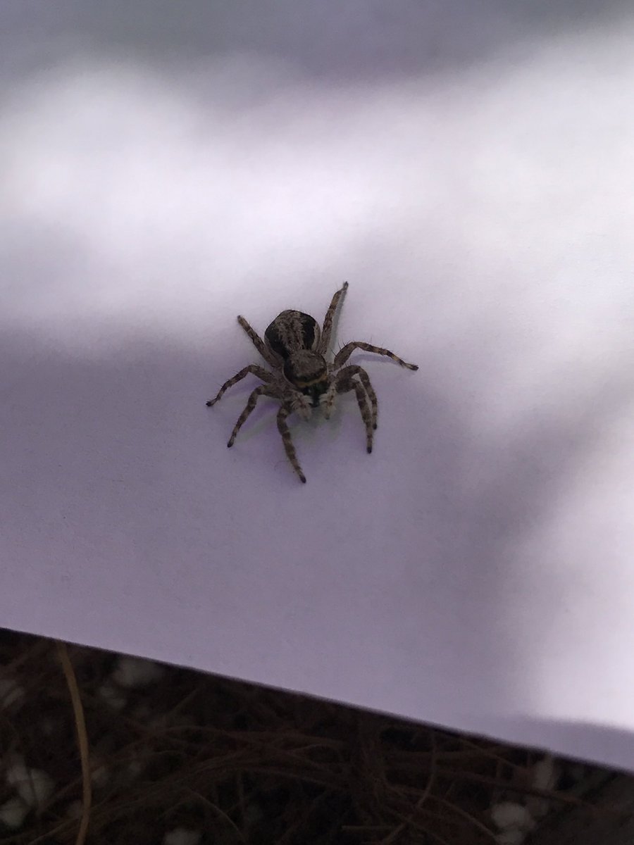 Паук маленький