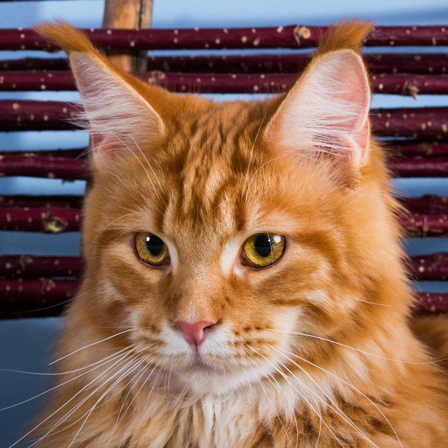 Сибирский Мейн кун рыжий