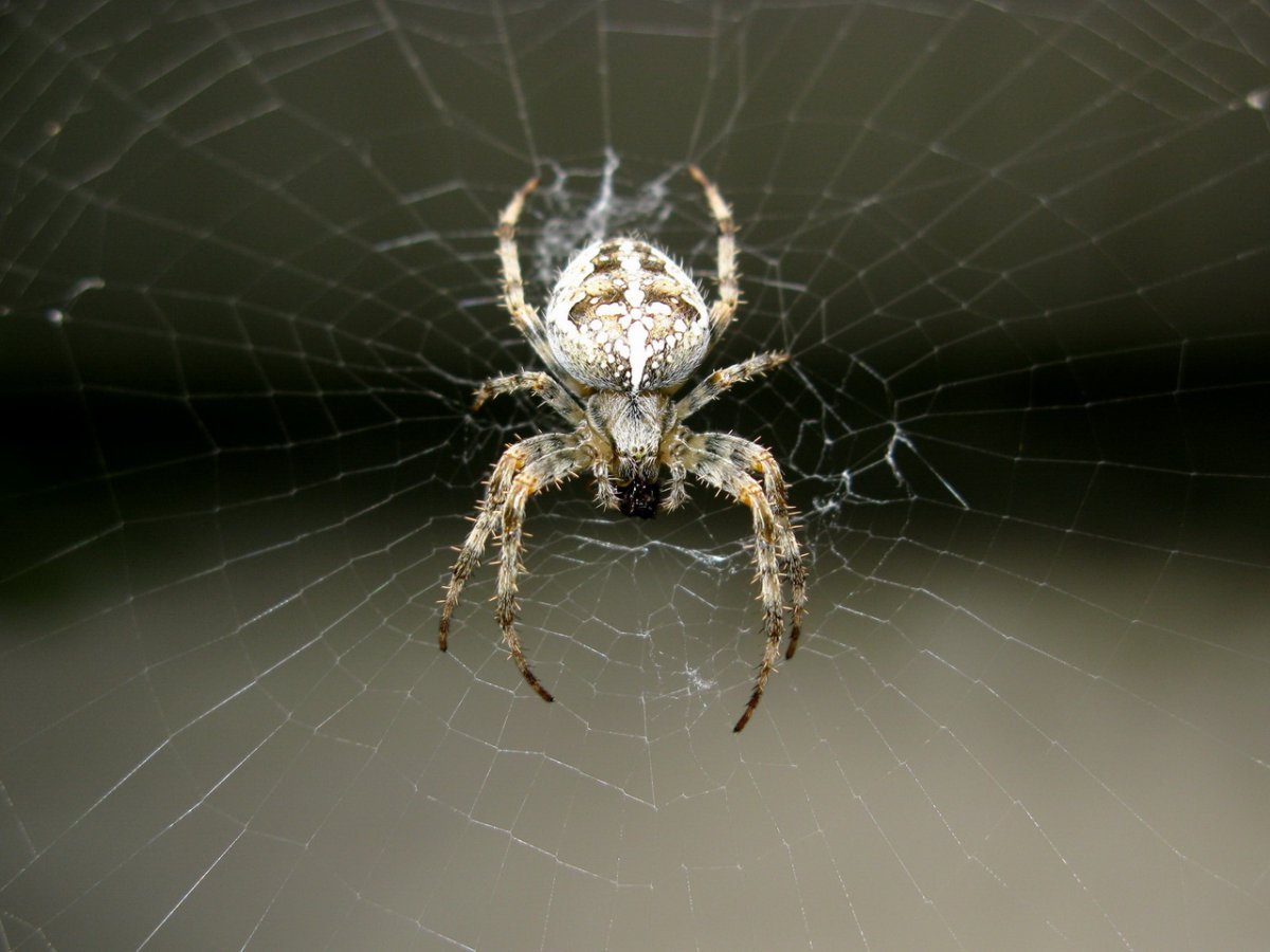 Тарантул сенокосец